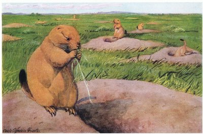 Chiens de prairie à queue noire gardant les pelouses courtes pour des vues dégagées - Louis Agassiz Fuertes